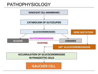 PATHOPHYSIOLOGY
CERAMIDEGLUCOSE
SENESCENT CELL MEMBRANES
CATABOLISM OF GLYCOLIPIDS
GLUCOCEREBROSIDES
ACCUMULATION OF GLUCOCEREBROSIDE
IN PHAGOCYTIC CELLS
GAUCHER CELL
GENE MUTATION
DEF’ GLUCOCEREBROSIDASE
GLUCOCEREBROSIDASE
CLEAVING
 