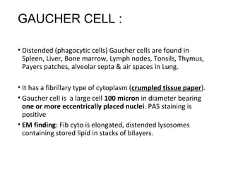 GAUCHER CELL :
• Distended (phagocytic cells) Gaucher cells are found in
Spleen, Liver, Bone marrow, Lymph nodes, Tonsils, Thymus,
Payers patches, alveolar septa & air spaces in Lung.
• It has a fibrillary type of cytoplasm (crumpled tissue paper).
• Gaucher cell is a large cell 100 micron in diameter bearing
one or more eccentrically placed nuclei. PAS staining is
positive
• EM finding: Fib cyto is elongated, distended lysosomes
containing stored lipid in stacks of bilayers.
 