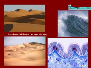 Les dunes del desert, les ones del mar… 