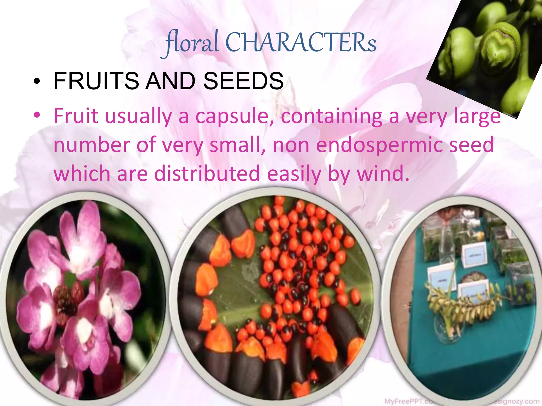 family orchidaceae ppt | PPTX