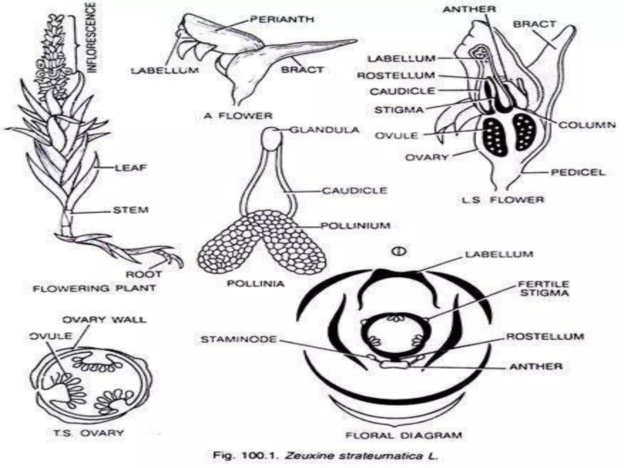 Family Orchidaceae Ppt PPT family-orchidaceae-ppt-ppt