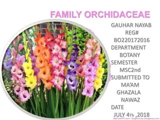 FAMILY ORCHIDACEAE
GAUHAR NAYAB
REG#
BO220172016
DEPARTMENT
BOTANY
SEMESTER
MSC2nd
SUBMITTED TO
MA’AM
GHAZALA
NAWAZ
DATE
JULY 4Th ,2018
 