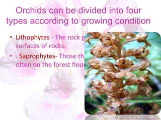 Orchids can be divided into four
types according to growing condition
• Lithophytes - The rock growers, cling to the
surfaces of rocks.
• . Saprophytes- Those that grow in mulch,
often on the forest floor
 