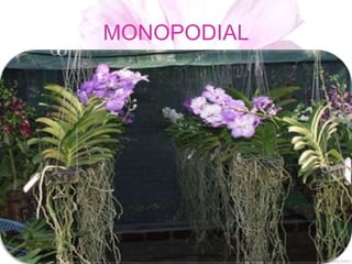 MONOPODIAL
 