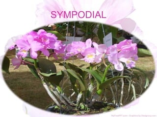 SYMPODIAL
 