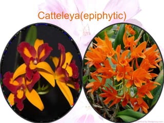 Catteleya(epiphytic)
 