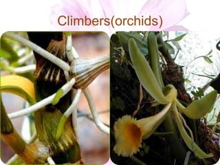 Climbers(orchids)
 