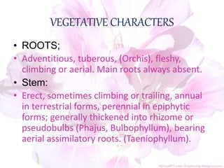 • ROOTS;
• Adventitious, tuberous, (Orchis), fleshy,
climbing or aerial. Main roots always absent.
• Stem:
• Erect, sometimes climbing or trailing, annual
in terrestrial forms, perennial in epiphytic
forms; generally thickened into rhizome or
pseudobulbs (Phajus, Bulbophyllum), bearing
aerial assimilatory roots. (Taeniophyllum).
VEGETATIVE CHARACTERS
 