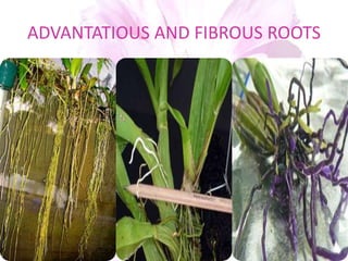 ADVANTATIOUS AND FIBROUS ROOTS
 