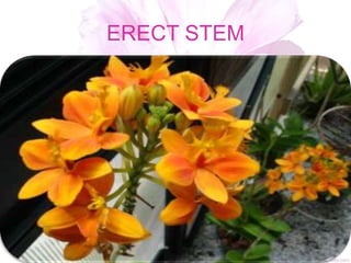 ERECT STEM
 