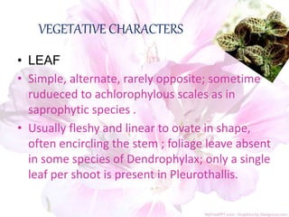 VEGETATIVE CHARACTERS
• LEAF
• Simple, alternate, rarely opposite; sometime
rudueced to achlorophylous scales as in
saprophytic species .
• Usually fleshy and linear to ovate in shape,
often encircling the stem ; foliage leave absent
in some species of Dendrophylax; only a single
leaf per shoot is present in Pleurothallis.
 