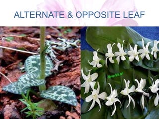 ALTERNATE & OPPOSITE LEAF
 