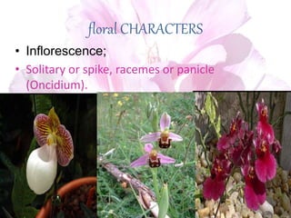 floral CHARACTERS
• Inflorescence;
• Solitary or spike, racemes or panicle
(Oncidium).
 