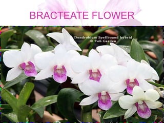 BRACTEATE FLOWER
 