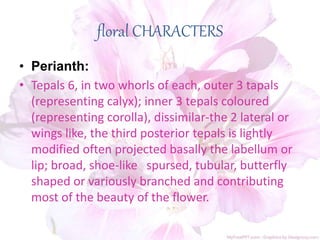 floral CHARACTERS
• Perianth:
• Tepals 6, in two whorls of each, outer 3 tapals
(representing calyx); inner 3 tepals coloured
(representing corolla), dissimilar-the 2 lateral or
wings like, the third posterior tepals is lightly
modified often projected basally the labellum or
lip; broad, shoe-like spursed, tubular, butterfly
shaped or variously branched and contributing
most of the beauty of the flower.
 