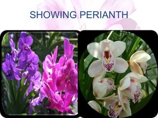 SHOWING PERIANTH
 