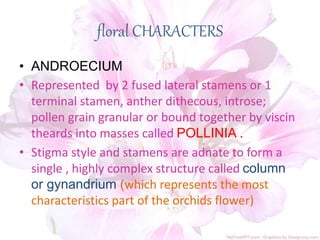 floral CHARACTERS
• ANDROECIUM
• Represented by 2 fused lateral stamens or 1
terminal stamen, anther dithecous, introse;
pollen grain granular or bound together by viscin
theards into masses called POLLINIA .
• Stigma style and stamens are adnate to form a
single , highly complex structure called column
or gynandrium (which represents the most
characteristics part of the orchids flower)
 