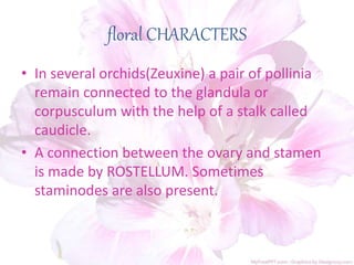 floral CHARACTERS
• In several orchids(Zeuxine) a pair of pollinia
remain connected to the glandula or
corpusculum with the help of a stalk called
caudicle.
• A connection between the ovary and stamen
is made by ROSTELLUM. Sometimes
staminodes are also present.
 