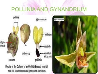 POLLINIA AND GYNANDRIUM
 