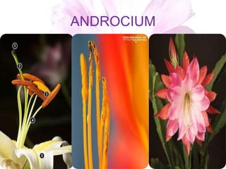 ANDROCIUM
 