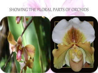 SHOWING THE FLORAL PARTS OF ORCHIDS
 