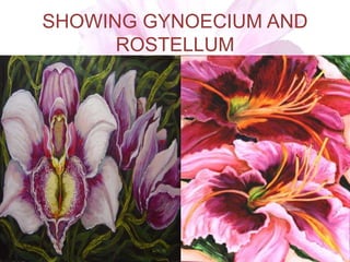 SHOWING GYNOECIUM AND
ROSTELLUM
 