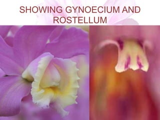 SHOWING GYNOECIUM AND
ROSTELLUM
 