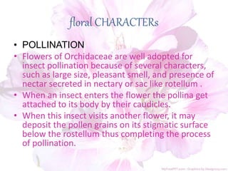 floral CHARACTERs
• POLLINATION
• Flowers of Orchidaceae are well adopted for
insect pollination because of several characters,
such as large size, pleasant smell, and presence of
nectar secreted in nectary or sac like rotellum .
• When an insect enters the flower the pollina get
attached to its body by their caudicles.
• When this insect visits another flower, it may
deposit the pollen grains on its stigmatic surface
below the rostellum thus completing the process
of pollination.
 