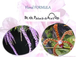 Floral FORMULA
 