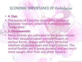 ECONOMIC IMPORTANCE OF Orchidaceac
• 4. Dye:
• The leaves of Calanthe veratrifolia contain a
glycoside ‘indican’, which on hydrolysis yields
‘indigo blue’.
• 5. Ornamentals:
• Many orchids are cultivated in the green houses
for their beautiful sweet-scented flowers of
various forms, shapes with highly attractive
labellum of various hues and bright colours. The
orchid flowers are in great demand and are much
more sought after than any other flowers.
 