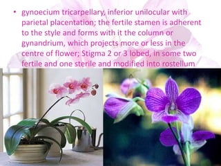 • gynoecium tricarpellary, inferior unilocular with
parietal placentation; the fertile stamen is adherent
to the style and forms with it the column or
gynandrium, which projects more or less in the
centre of flower; Stigma 2 or 3 lobed, in some two
fertile and one sterile and modified into rostellum
 