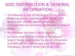 SIZE,DISTRIBUTION & GENERAL
INFORMATION
• Orchidaceae is one of the largest family of the
flowering plants, represented by about 1000
genera and 20,000 species which are
cosmopolitan but primarily distributed in tropical
areas.
• Its members are rare in arctic regions.
• In Indian and Pakistan flora it is the second
largest family represented by about 130 genera
and 800 species, distributed mainly in eastern
Himalayas, Western Ghats and Khaki hills.
 