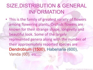 SIZE,DISTRIBUTION & GENERAL
INFORMATION
• This is the family of greatest variety of flowers
among flowering plants. Orchids flowers are
known for their strange shape, longevity and
beautiful look. Some of the largely
represented genera along with the number of
their approximately reported species are
Dendrobium (1500), Habenaria (600),
Vanda (60), etc…..
 