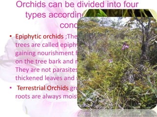 Orchids can be divided into four
types according to growing
condition
• Epiphytic orchids ;The Orchids that grow on
trees are called epiphytes. They are air plants
gaining nourishment from debris that collects
on the tree bark and moisture from the air.
They are not parasites and they have
thickened leaves and stem to store water.
• Terrestrial Orchids grow on the ground. Their
roots are always moist, humid or wet.
 