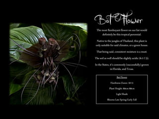 Bat Flower

The most flamboyant flower on our list would
definitely be this tropical perennial.

Native to the jungles of Thailand, this plant is
only suitable for said climates, or a green house.
That being said, consistent moisture is a must.
The soil as well should be slightly acidic (6.1-7.5).
In the States, it’s commonly (successfully) grown
in Florida, and Texas.
Bat Flower

Hardiness Zones: 10-11
Plant Height: 60cm-90cm
Light Shade
Blooms Late Spring/Early Fall

 