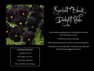 Sorbet Black
Delight Viola
A more delicate and playful pansy, Sorbet Black are annuals
that a fairly easy to care for.
Careful and avoid overwatering.
These look particularly nice in autumn containers and gardens.
Sorbet Black Delight Viola
Hardiness Zone: 4-9
Plant Height: 15cm-30cm
Partial Shade/ Light Shade
Blooms Late Winter/Early Spring

These plants are very hardy, able to withstand some really cold
winters and some staggering summers.

 
