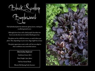 ‘Black Scallop’
Bugleweed
This hybridized plant has darkened, glossy leaves, making for
excellent ground cover.
Although shown here with a dark purple/chocolate tint,
leaves can also don an even darker bluish/green hue.
This plant can be a trifle bit invasive, so watch where you
plant. Also, depending on your zone, slugs might be an issue.

This plant appreciates moist, acidic soil, but can adapt to
drier conditions once somewhat mature.
‘Black Scallop’ Bugleweed

Hardiness Zones: 3b-9
Plant Height: 15cm-30cm
Full Sun/Partial Shade
Blooms Mid-Spring/Early Summer

 