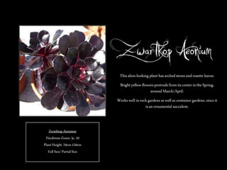 Zwartkop Aeonium
This alien-looking plant has arched stems and rosette leaves.
Bright yellow flowers protrude from its center in the Spring,
around March/April.
Works well in rock gardens as well as container gardens, since it
is an ornamental succulent.

Zwarktop Aeonium
Hardiness Zones: 5c, 10
Plant Height: 70cm-120cm
Full Sun/ Partial Sun

 