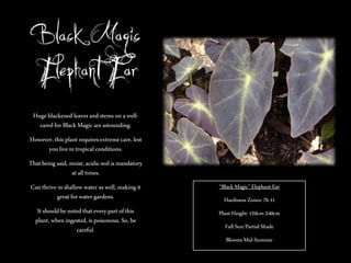 Black Magic
Elephant Ear
Huge blackened leaves and stems on a wellcared for Black Magic are astounding.
However, this plant requires extreme care, lest
you live in tropical conditions.
That being said, moist, acidic soil is mandatory
at all times.
Can thrive in shallow water as well, making it
great for water gardens.

‚Black Magic‛ Elephant Ear

It should be noted that every part of this
plant, when ingested, is poisonous. So, be
careful.

Plant Height: 120cm-240cm

Hardiness Zones: 7b-11
Full Sun/Partial Shade
Blooms Mid-Summer

 