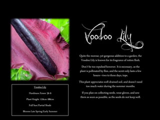 Voodoo Lily
Quite the morose, yet gorgeous addition to a garden, the
Voodoo Lily is known for its fragrance of rotten flesh.

Don’t be too repulsed however. It is necessary, as the
plant is pollinated by flies, and the scent only lasts a few
hours—two to three days, tops.
Voodoo Lily
Hardiness Zones: 5b-9

Plant Height: 120cm-180cm
Full Sun/Partial Shade
Blooms Late Spring/Early Summer

This plant appreciates well-drained soil, and doesn’t need
too much water during the summer months.

If you plan on collecting seeds, wear gloves, and sow
them as soon as possible, as the seeds do not keep well.

 