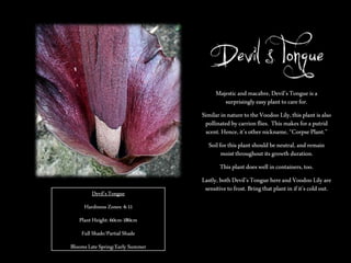 Devil’s Tongue
Majestic and macabre, Devil’s Tongue is a
surprisingly easy plant to care for.
Similar in nature to the Voodoo Lily, this plant is also
pollinated by carrion flies. This makes for a putrid
scent. Hence, it’s other nickname, ‚Corpse Plant.‛
Soil for this plant should be neutral, and remain
moist throughout its growth duration.
This plant does well in containers, too.
Devil’s Tongue
Hardiness Zones: 6-11

Plant Height: 60cm-180cm
Full Shade/Partial Shade
Blooms Late Spring/Early Summer

Lastly, both Devil’s Tongue here and Voodoo Lily are
sensitive to frost. Bring that plant in if it’s cold out.

 