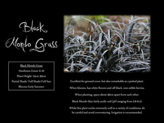 Black
Mondo Grass
Black Mondo Grass
Hardiness Zones: 6-10
Plant Height: 15cm-30cm
Partial Shade/ Full Shade/Full Sun
Blooms Early Summer

Excellent for ground cover, but also remarkable as a potted plant.
When blooms, has white flowers and off-black, non-edible berries.
When planting, space about 30cm apart from each other.
Black Mondo likes fairly acidic soil (pH ranging from 5.6-6.5).
While this plant works extremely well in a variety of conditions, do
be careful and avoid overwatering. Irrigation is recommended.

 