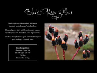 Black Pussy Willow
The fuzzy black catkins and the red/orange
staminate remind many of a bird’s talons.
The shrub grows fairly quickly, so this place requires
space to spread out. Prune back when it gets unruly.
The Black Pussy Willow is quite tolerant of many soil
types, making it a versatile plant.
Black Pussy Willow
Hardiness Zones: 4-9
Plant Height: 120-240
Full Sun
Blooms Mid-Spring

 