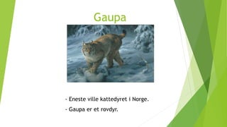 Gaupa
- Eneste ville kattedyret i Norge.
- Gaupa er et rovdyr.
 