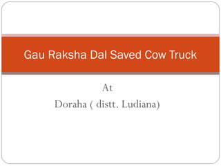 At
Doraha ( distt. Ludiana)
Gau Raksha Dal Saved Cow Truck
 