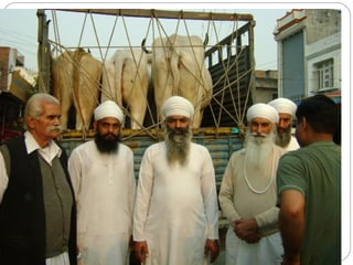 Gau raksha dal saved cow truck in doraha | PPT
