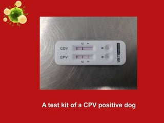 Comprehensive Overview of Canine Parvovirus: Structure, Transmission ...