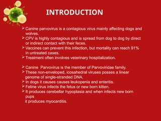 Wolves Parvo Comprehensive Overview of Canine Parvovirus: Structure, Transmission ...