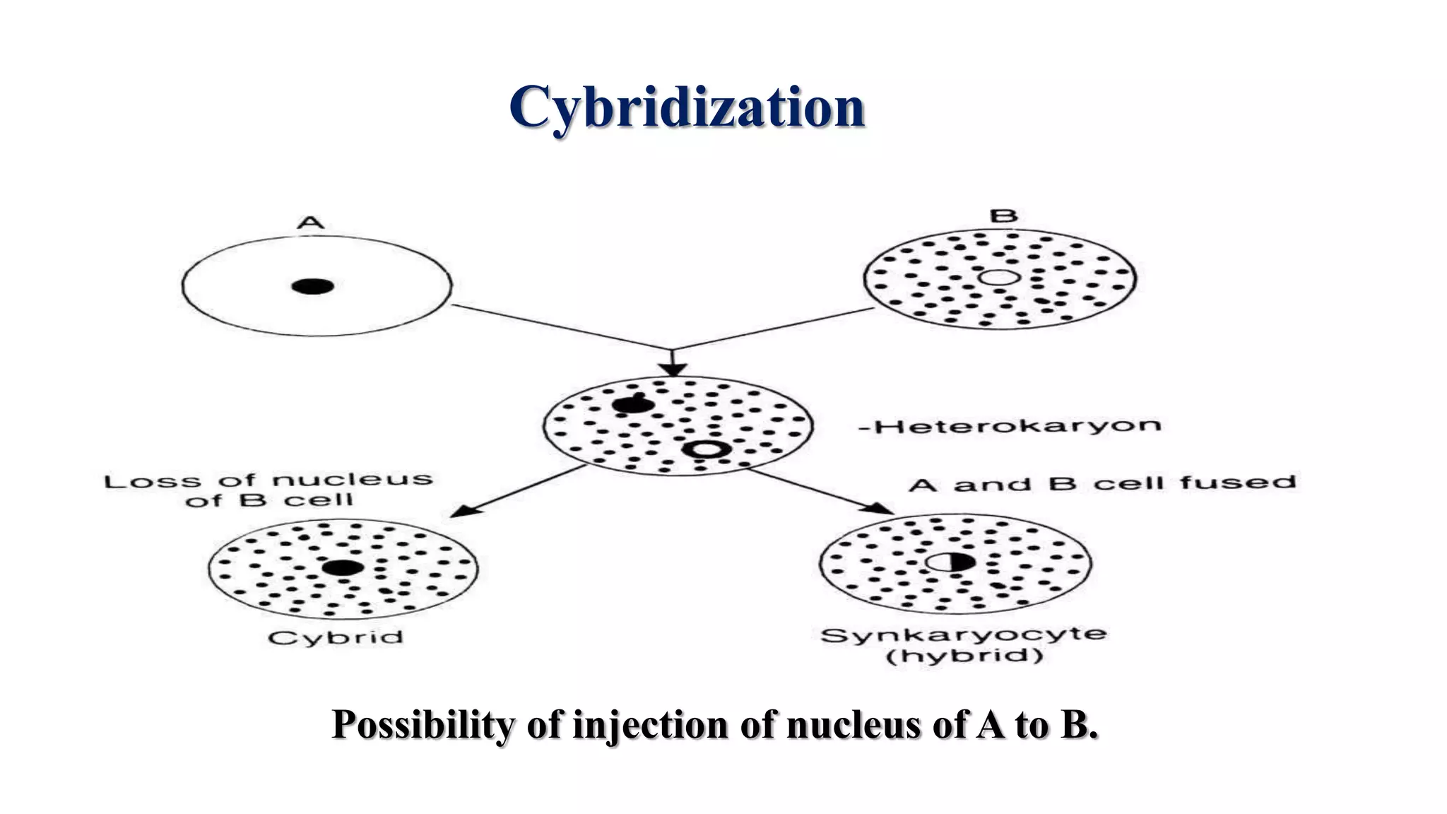 Cybridization
Possibility of injection of nucleus of A to B.
 