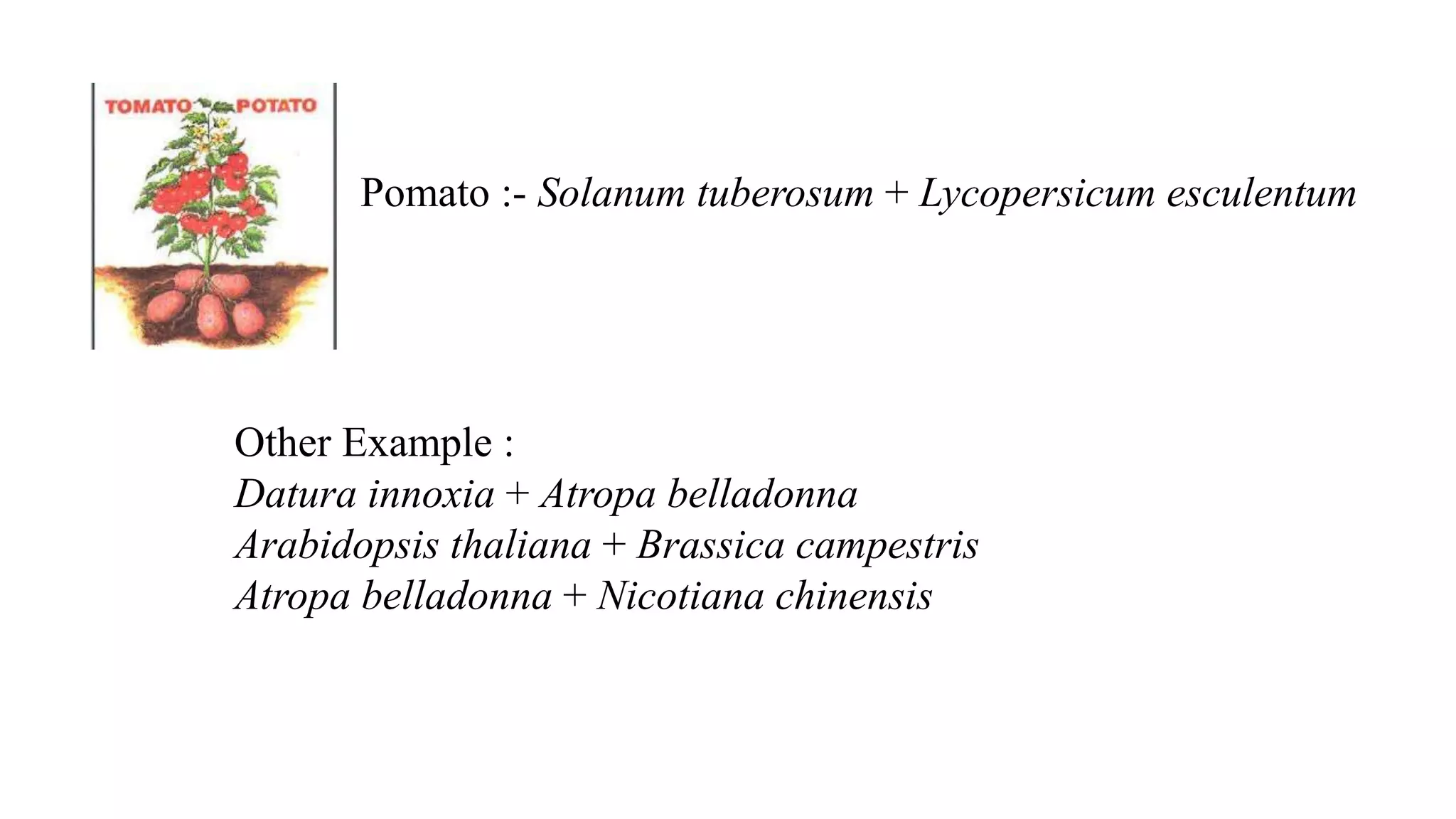 Pomato :- Solanum tuberosum + Lycopersicum esculentum
Other Example :
Datura innoxia + Atropa belladonna
Arabidopsis thaliana + Brassica campestris
Atropa belladonna + Nicotiana chinensis
 